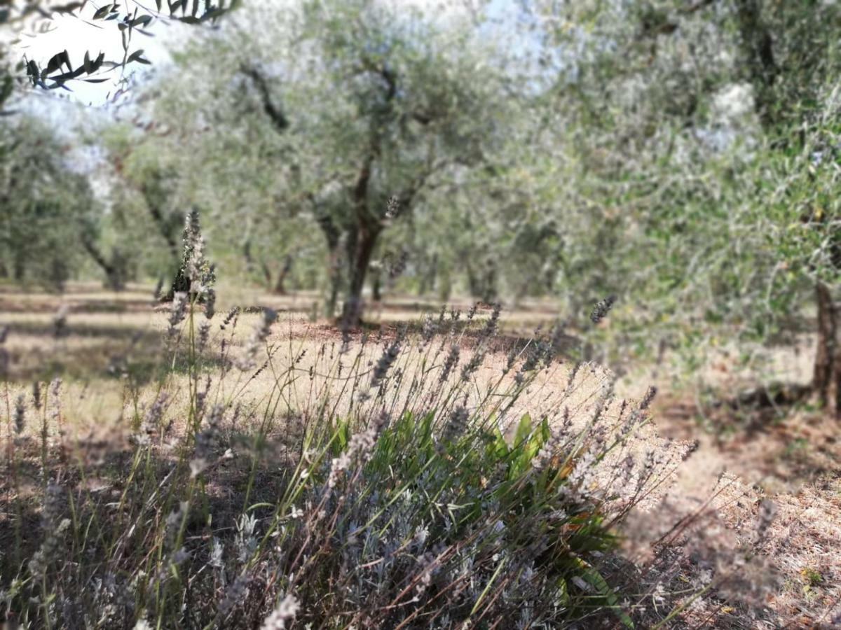 Nel Chianti Lungo La Francigena Apartman Colle Val D'Elsa Kültér fotó